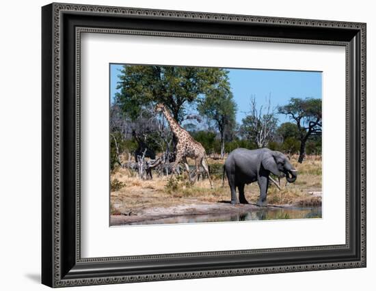 African elephant, plains zebras, and a southern giraffe, at a waterhole. Okavango Delta, Botswana.-Sergio Pitamitz-Framed Photographic Print