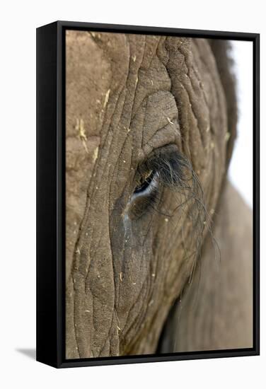 African Elephant's Eye-Tony Camacho-Framed Premier Image Canvas