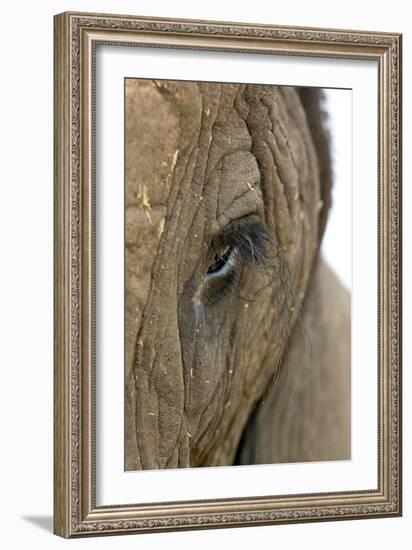 African Elephant's Eye-Tony Camacho-Framed Photographic Print