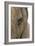 African Elephant's Eye-Tony Camacho-Framed Photographic Print