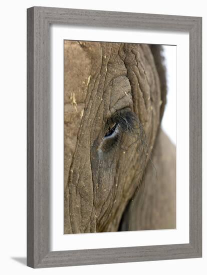 African Elephant's Eye-Tony Camacho-Framed Photographic Print