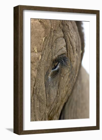 African Elephant's Eye-Tony Camacho-Framed Photographic Print