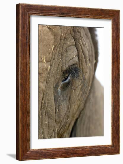 African Elephant's Eye-Tony Camacho-Framed Photographic Print