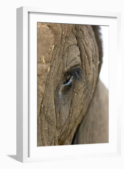 African Elephant's Eye-Tony Camacho-Framed Photographic Print