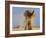 African Elephant, Shaking Dust Off, Etosha National Park, Namibia-Tony Heald-Framed Photographic Print