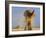 African Elephant, Shaking Dust Off, Etosha National Park, Namibia-Tony Heald-Framed Photographic Print