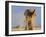 African Elephant, Shaking Dust Off, Etosha National Park, Namibia-Tony Heald-Framed Photographic Print