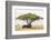 African elephant sheltering from the heat under a tree canopy, Serengeti National Park-Christian Kober-Framed Photographic Print