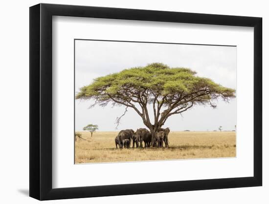 African elephant sheltering from the heat under a tree canopy, Serengeti National Park-Christian Kober-Framed Photographic Print