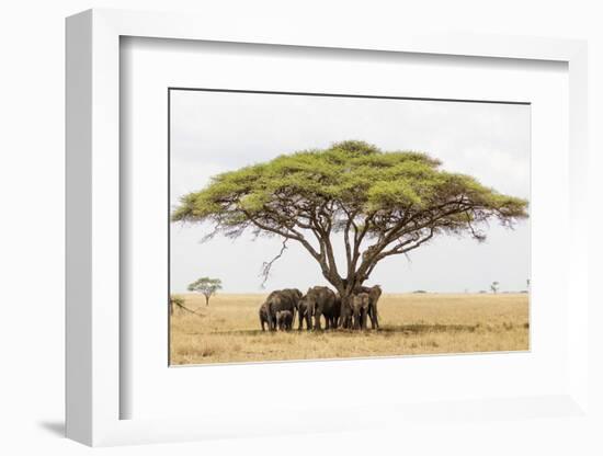 African elephant sheltering from the heat under a tree canopy, Serengeti National Park-Christian Kober-Framed Photographic Print