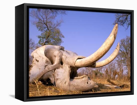 African Elephant Skull, Linyanti, Okavango Delta, Botswana-Pete Oxford-Framed Premier Image Canvas