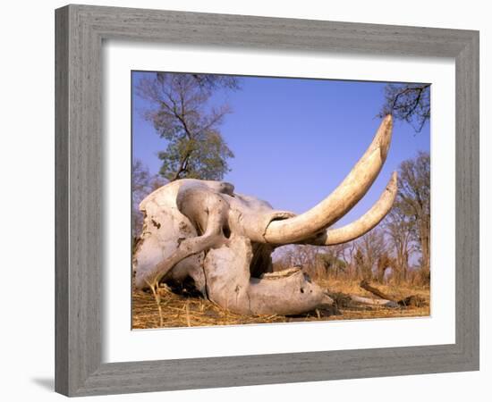 African Elephant Skull, Linyanti, Okavango Delta, Botswana-Pete Oxford-Framed Photographic Print