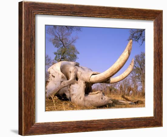 African Elephant Skull, Linyanti, Okavango Delta, Botswana-Pete Oxford-Framed Photographic Print