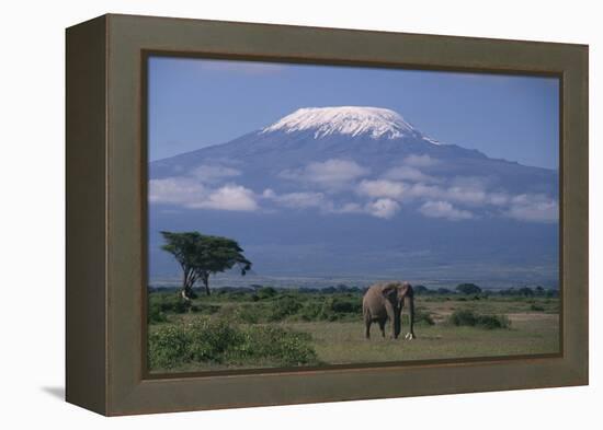 African Elephant Standing in Front of Mt. Kilimanjaro-DLILLC-Framed Premier Image Canvas