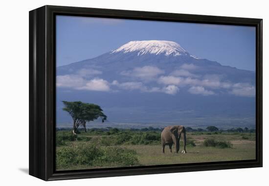 African Elephant Standing in Front of Mt. Kilimanjaro-DLILLC-Framed Premier Image Canvas