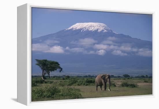 African Elephant Standing in Front of Mt. Kilimanjaro-DLILLC-Framed Premier Image Canvas