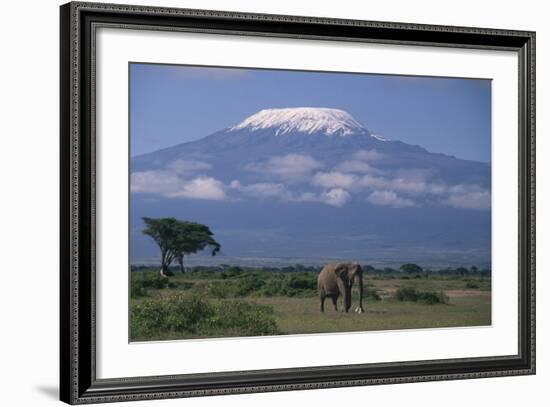 African Elephant Standing in Front of Mt. Kilimanjaro-DLILLC-Framed Photographic Print