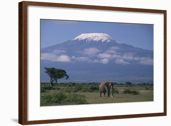 African Elephant Standing in Front of Mt. Kilimanjaro-DLILLC-Framed Photographic Print