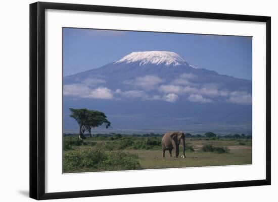 African Elephant Standing in Front of Mt. Kilimanjaro-DLILLC-Framed Photographic Print