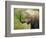 African Elephant Taking Dust Bath-Martin Harvey-Framed Photographic Print