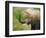 African Elephant Taking Dust Bath-Martin Harvey-Framed Photographic Print