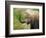 African Elephant Taking Dust Bath-Martin Harvey-Framed Photographic Print