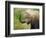 African Elephant Taking Dust Bath-Martin Harvey-Framed Photographic Print