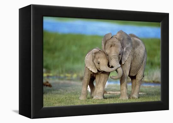 African Elephant Two Calves with Trunks Together-null-Framed Premier Image Canvas