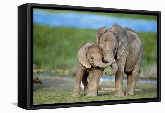 African Elephant Two Calves with Trunks Together-null-Framed Premier Image Canvas