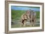 African Elephant Two Calves with Trunks Together-null-Framed Photographic Print