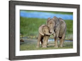 African Elephant Two Calves with Trunks Together-null-Framed Photographic Print