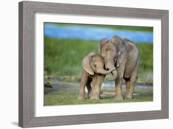 African Elephant Two Calves with Trunks Together-null-Framed Photographic Print