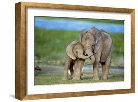 African Elephant Two Calves with Trunks Together-null-Framed Photographic Print