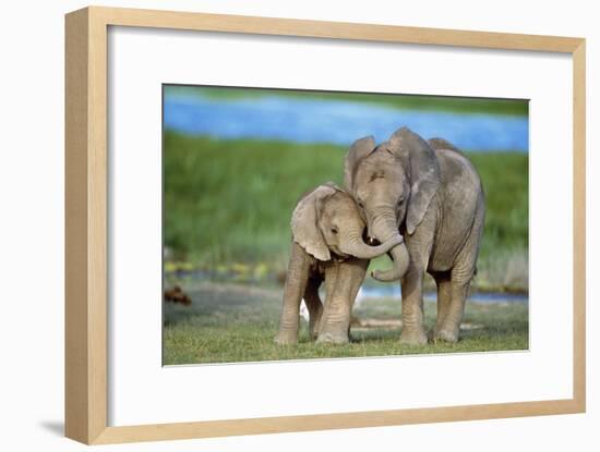 African Elephant Two Calves with Trunks Together-null-Framed Photographic Print