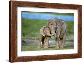African Elephant Two Calves with Trunks Together-null-Framed Photographic Print