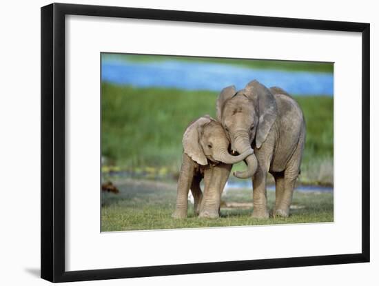 African Elephant Two Calves with Trunks Together-null-Framed Photographic Print