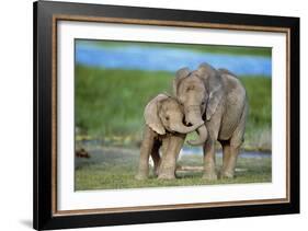 African Elephant Two Calves with Trunks Together-null-Framed Photographic Print