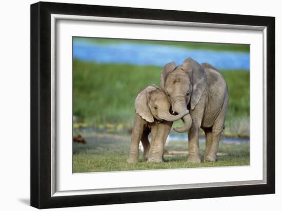 African Elephant Two Calves with Trunks Together-null-Framed Photographic Print