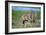 African Elephant Two Calves with Trunks Together-null-Framed Photographic Print