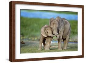 African Elephant Two Calves with Trunks Together-null-Framed Photographic Print