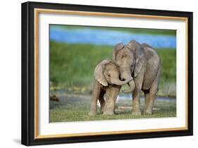 African Elephant Two Calves with Trunks Together-null-Framed Photographic Print