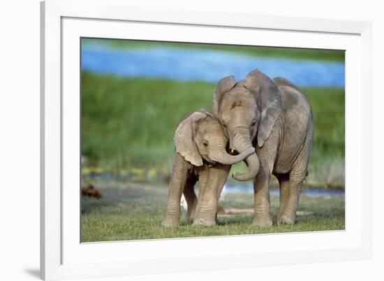 African Elephant Two Calves with Trunks Together-null-Framed Photographic Print