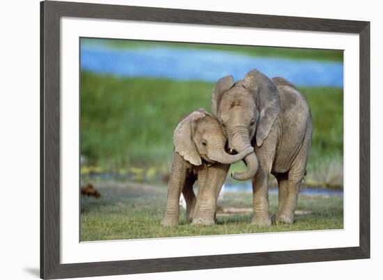 African Elephant Two Calves with Trunks Together-null-Framed Photographic Print