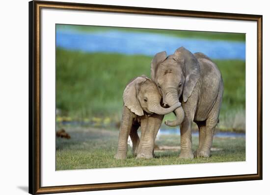 African Elephant Two Calves with Trunks Together-null-Framed Photographic Print