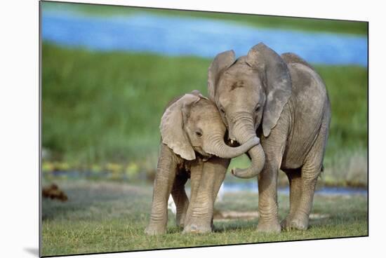 African Elephant Two Calves with Trunks Together-null-Mounted Photographic Print