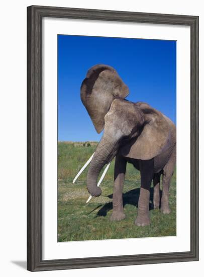 African Elephant Wagging Ears-DLILLC-Framed Photographic Print