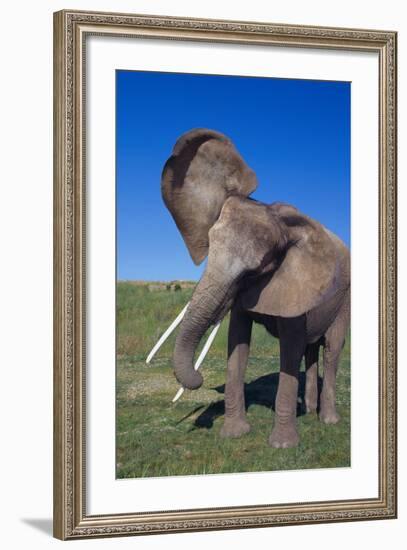 African Elephant Wagging Ears-DLILLC-Framed Photographic Print