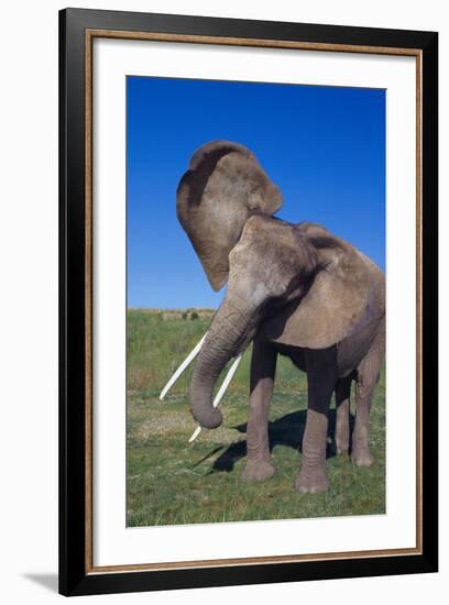 African Elephant Wagging Ears-DLILLC-Framed Photographic Print