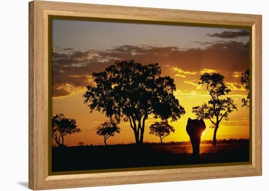 African Elephant Walking at Sunset-null-Framed Premier Image Canvas