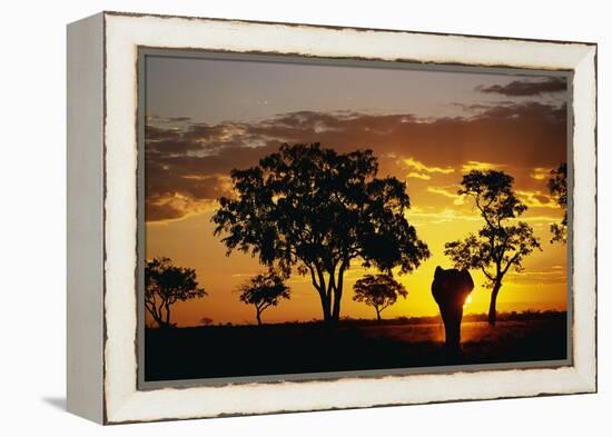 African Elephant Walking at Sunset-null-Framed Premier Image Canvas